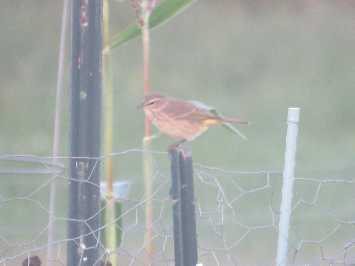 Palm Warbler - Mary Ess-Why