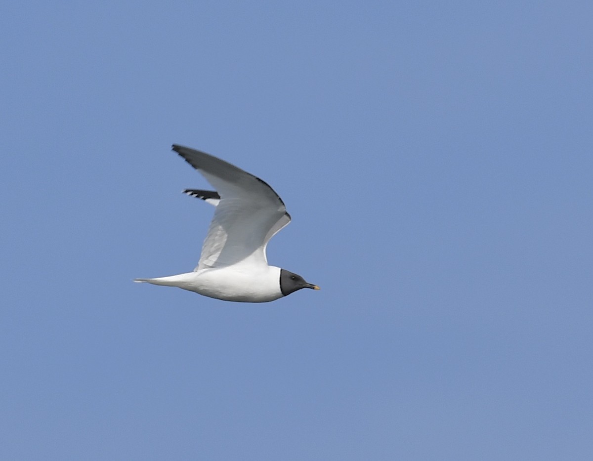 Mouette de Sabine - ML608949366