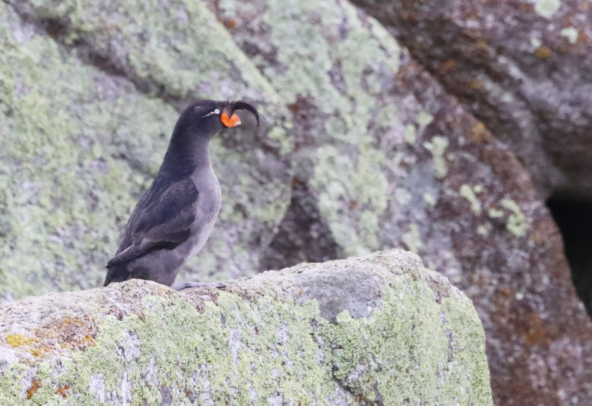 Crested Auklet - ML608949380