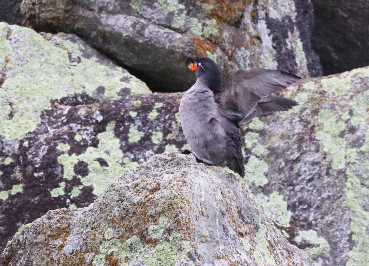 Crested Auklet - ML608949381