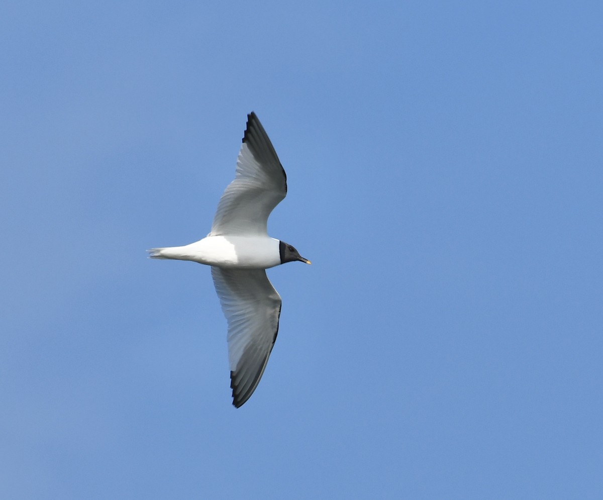 Mouette de Sabine - ML608949391