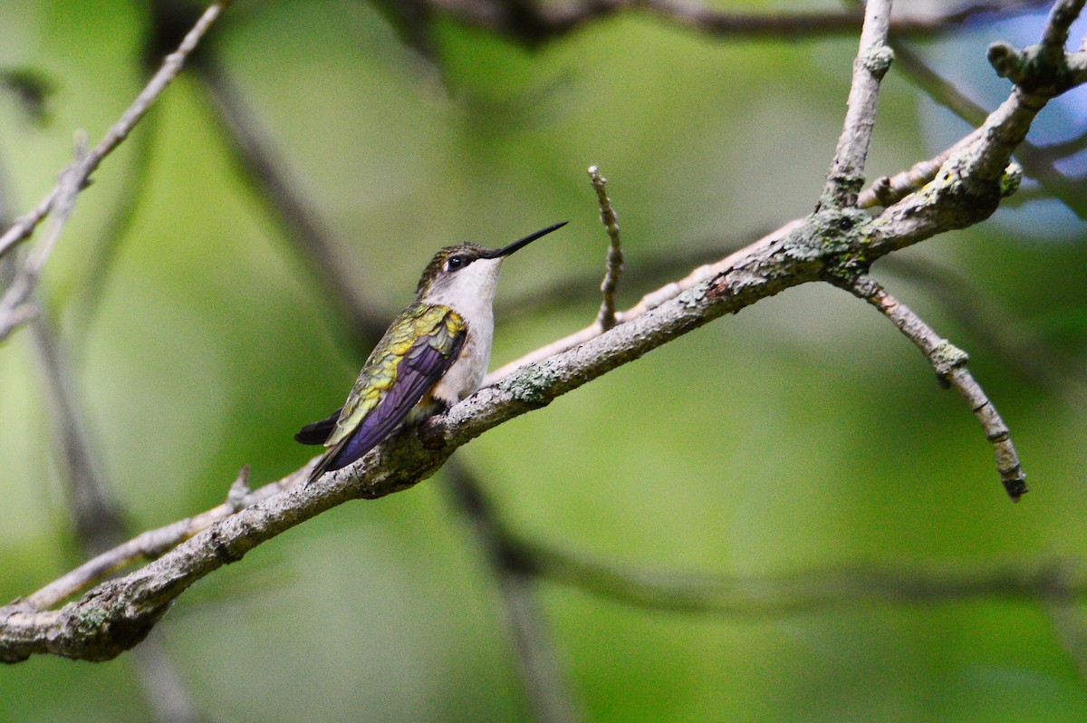 Colibrí Gorjirrubí - ML608949449