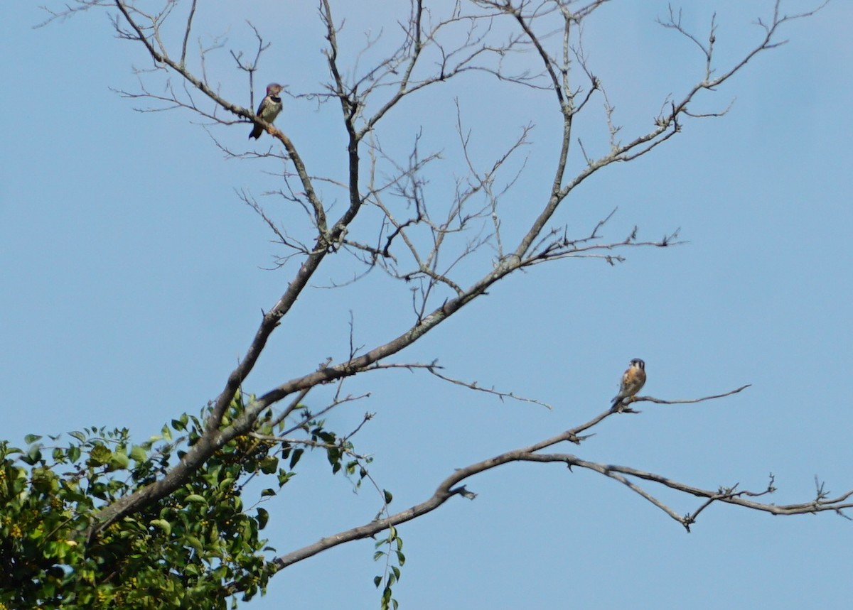 American Kestrel - Melody Ragle