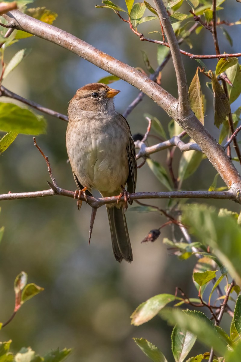 White-crowned Sparrow - Jon Pugmire
