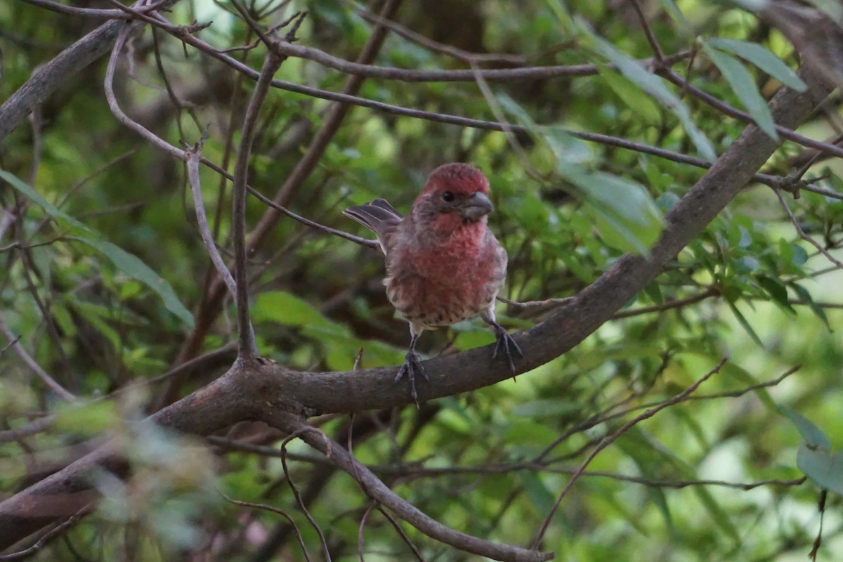 House Finch - Melody Ragle