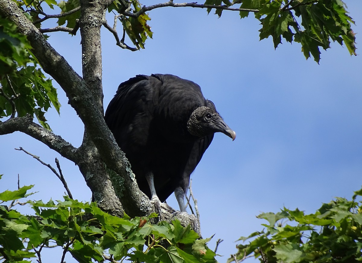Black Vulture - ML608949768