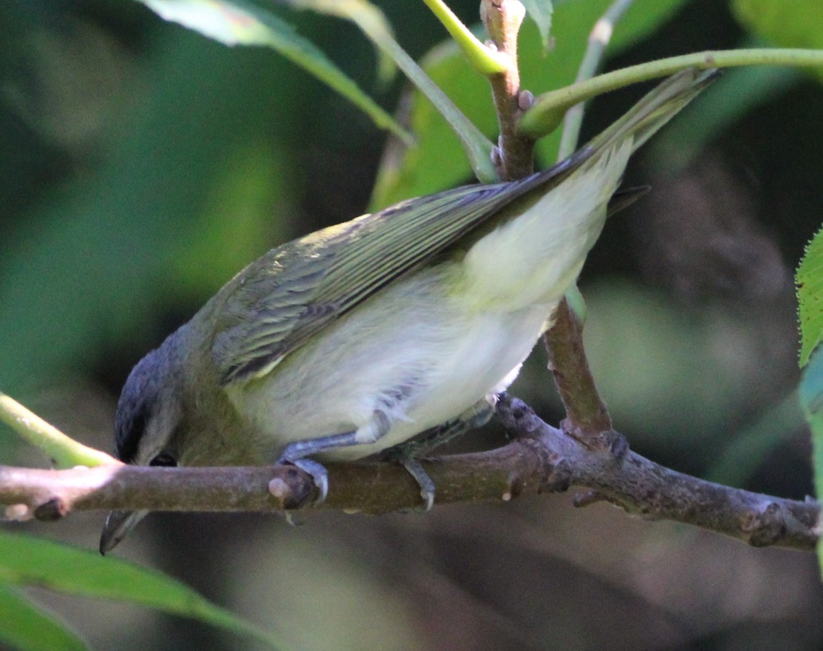 Red-eyed Vireo - ML608949840