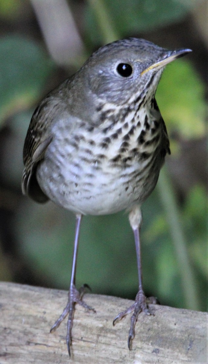 Gray-cheeked Thrush - ML608949847