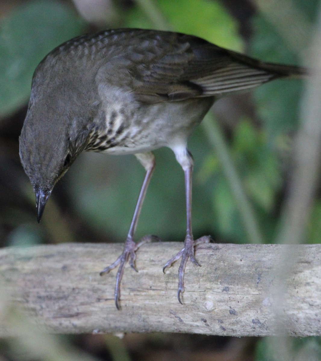 Gray-cheeked Thrush - ML608949853