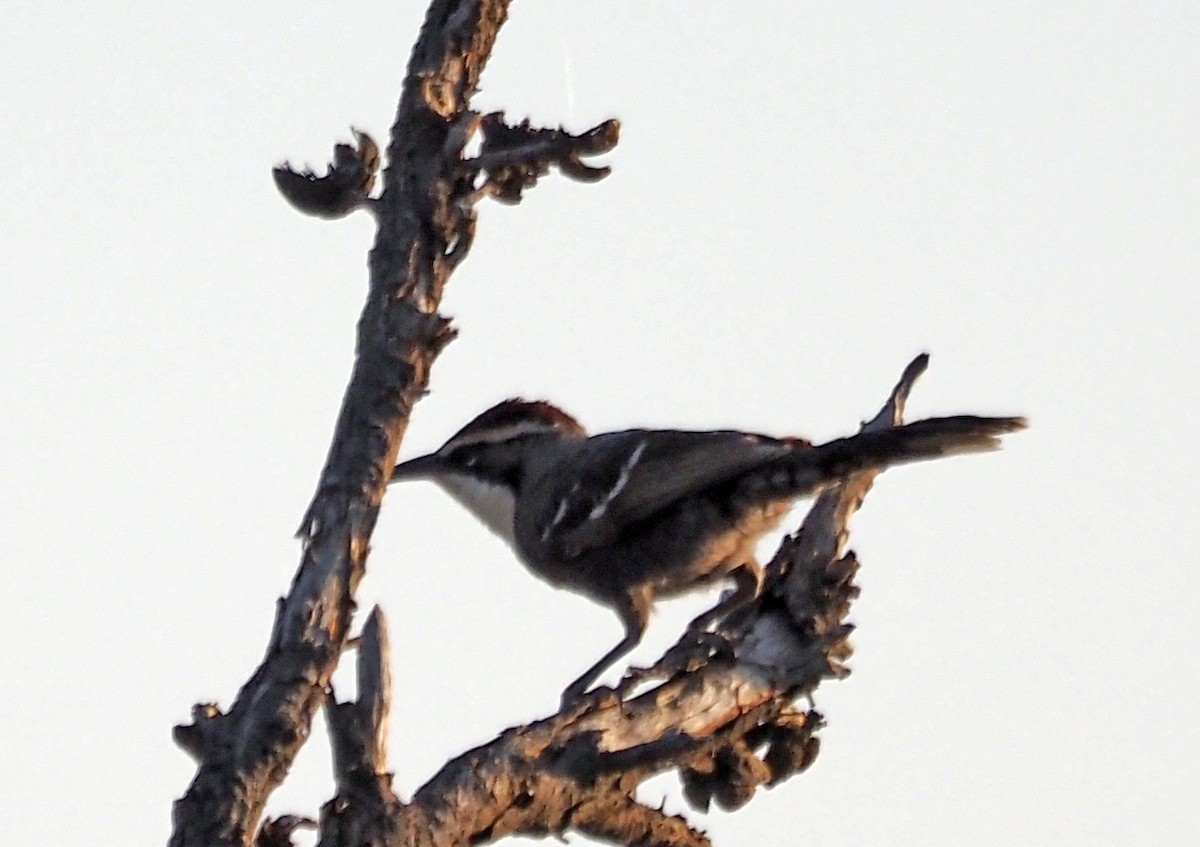 Chestnut-crowned Babbler - ML608949898