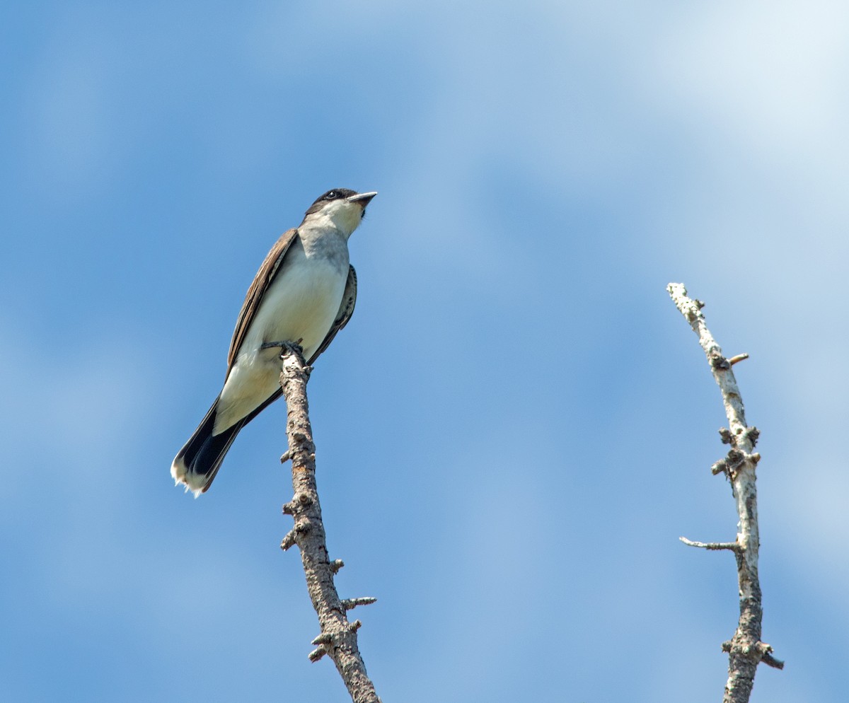 Eastern Kingbird - ML608949925