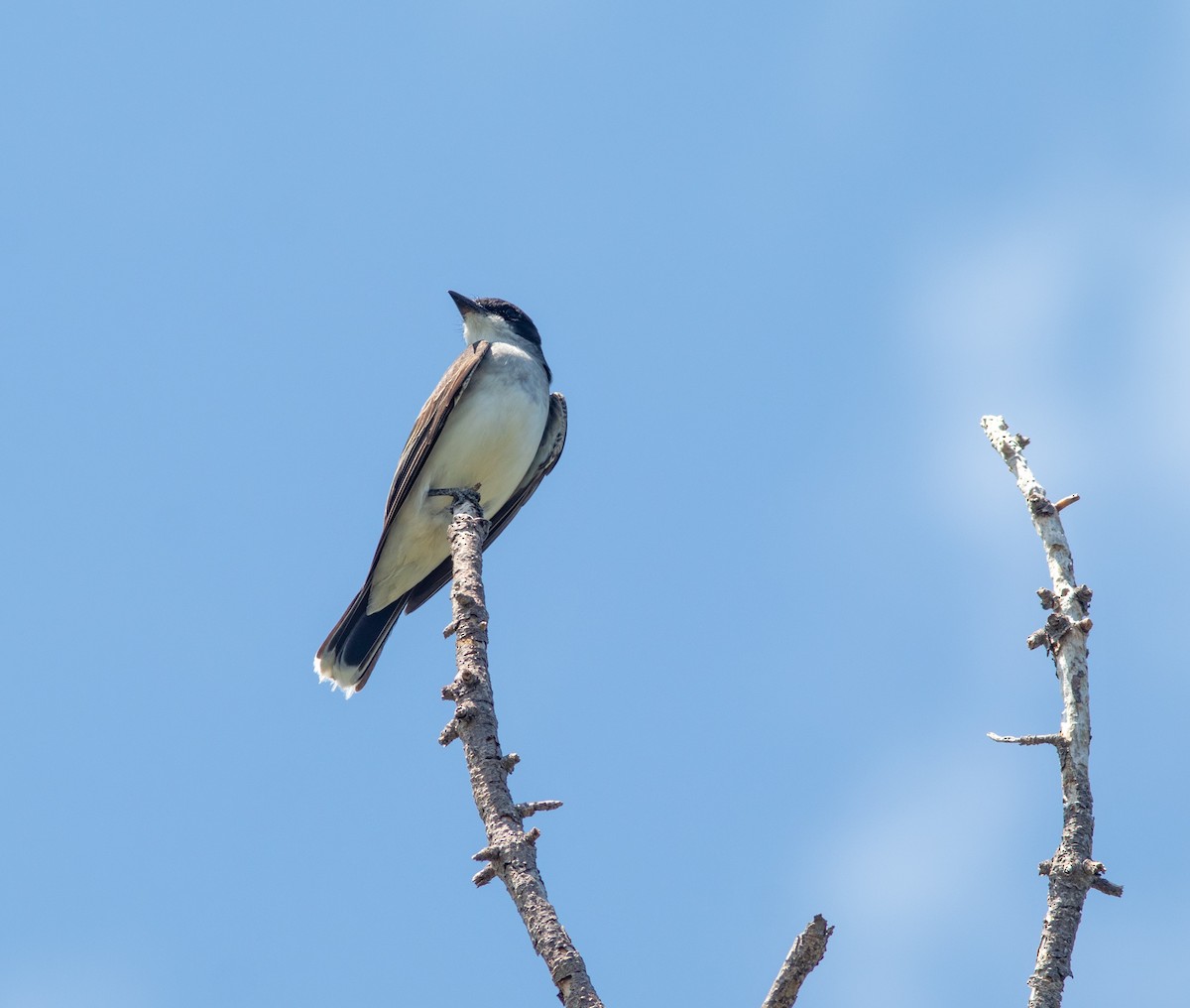 Eastern Kingbird - ML608949926