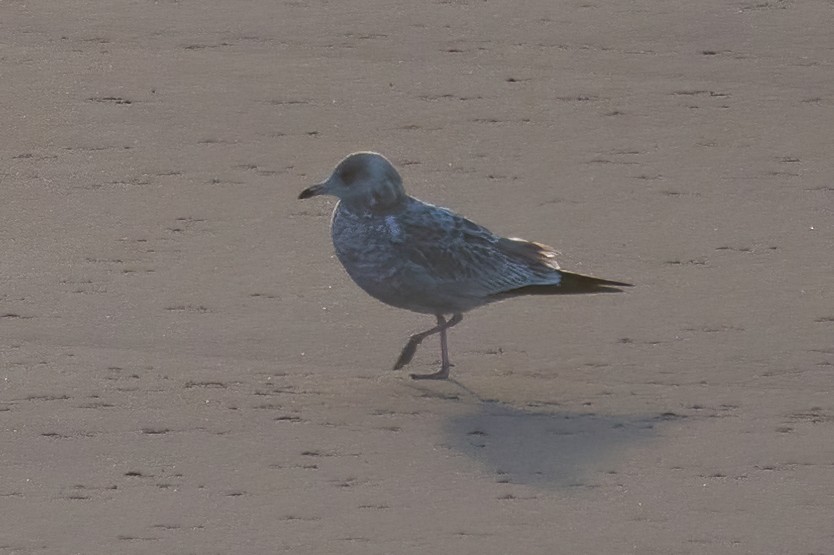 Ring-billed Gull - ML608949938