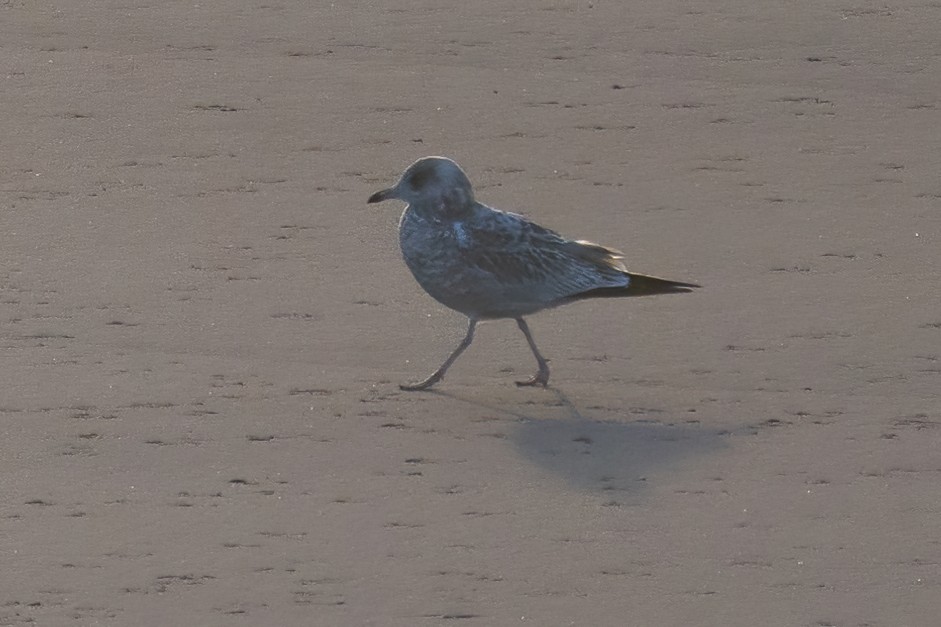 Ring-billed Gull - ML608949943