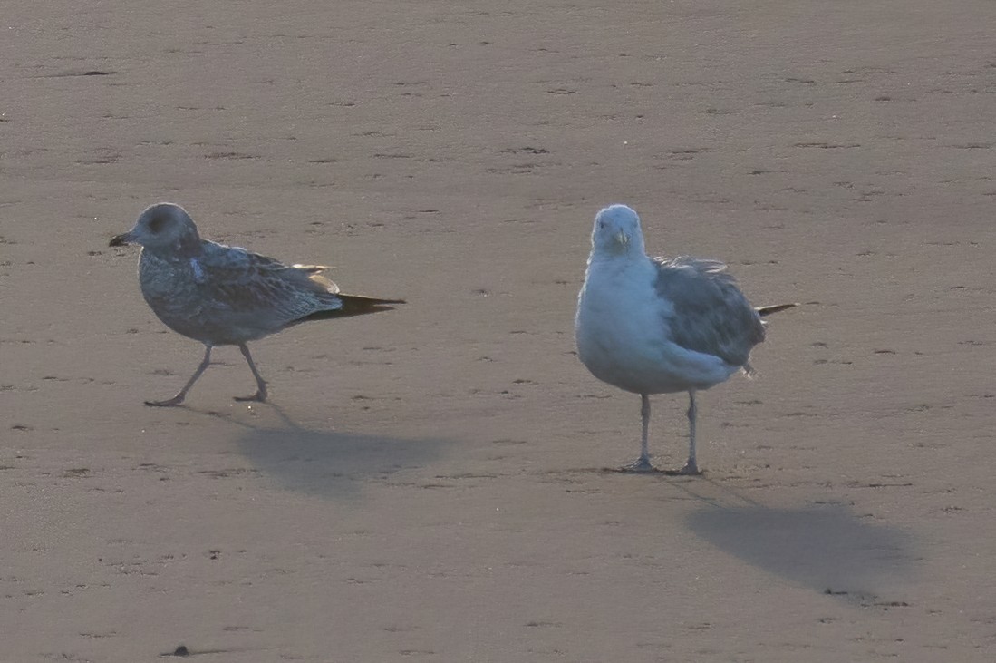 Ring-billed Gull - ML608949947