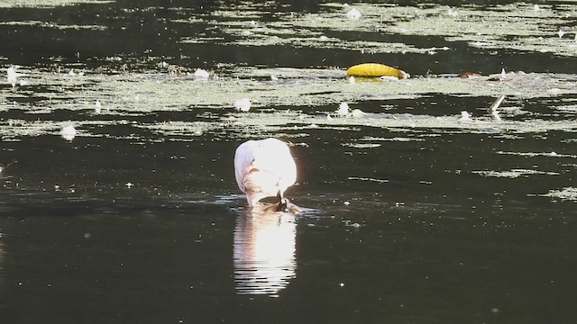 Roseate Spoonbill - ML608949977