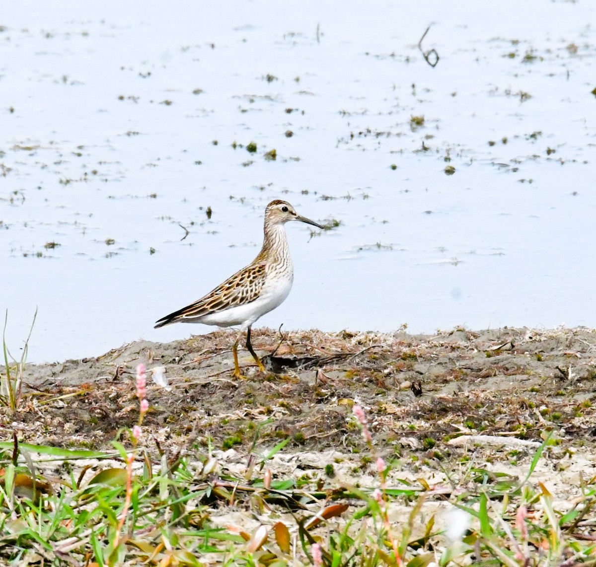 Bécasseau à poitrine cendrée - ML608950013