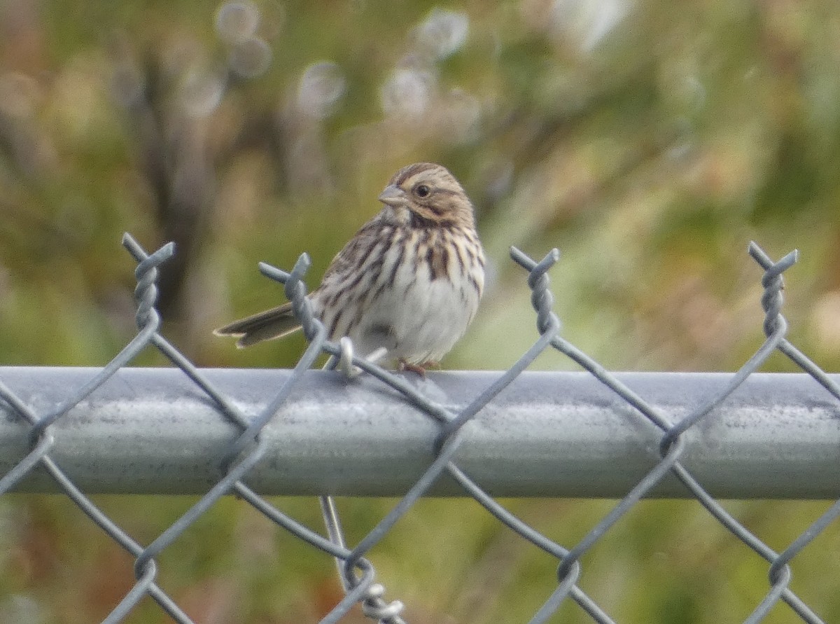 Song Sparrow - cody king