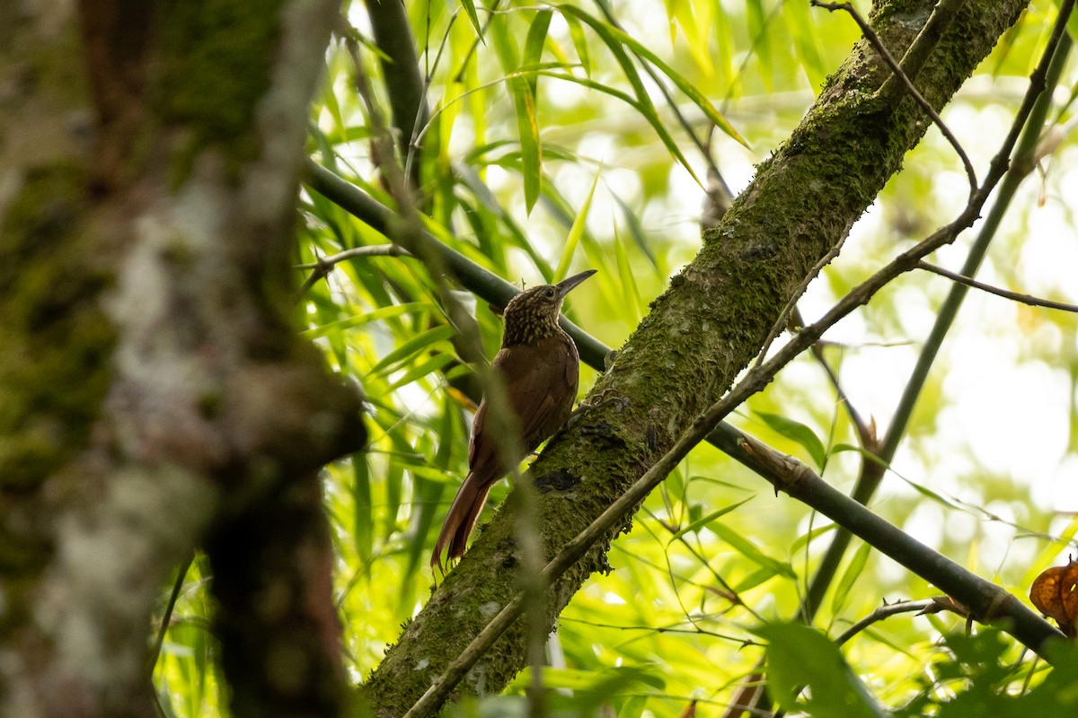 Cocoa Woodcreeper - ML608950110