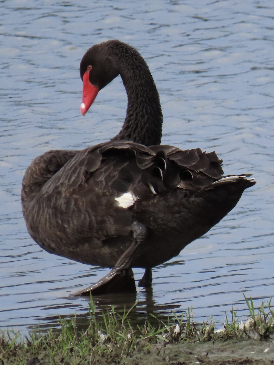 Black Swan - ML608950131