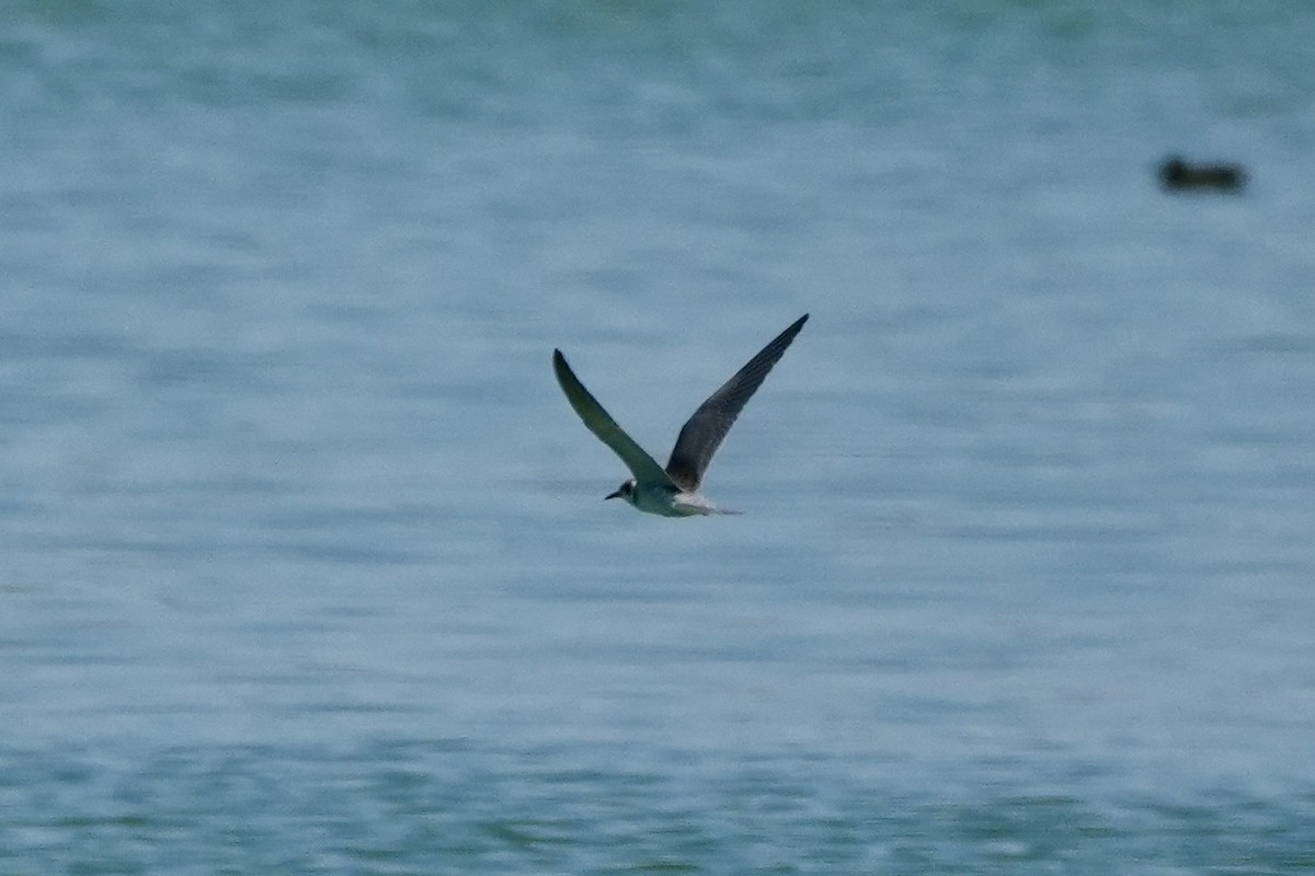 Black Tern - ML608950279