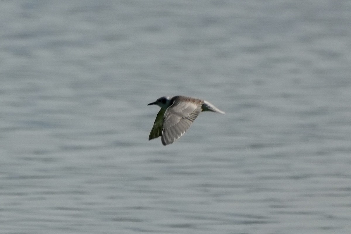 Black Tern - ML608950280