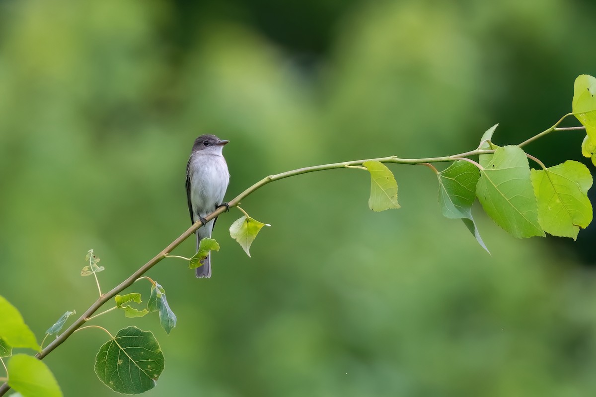 Alder Flycatcher - ML608950300