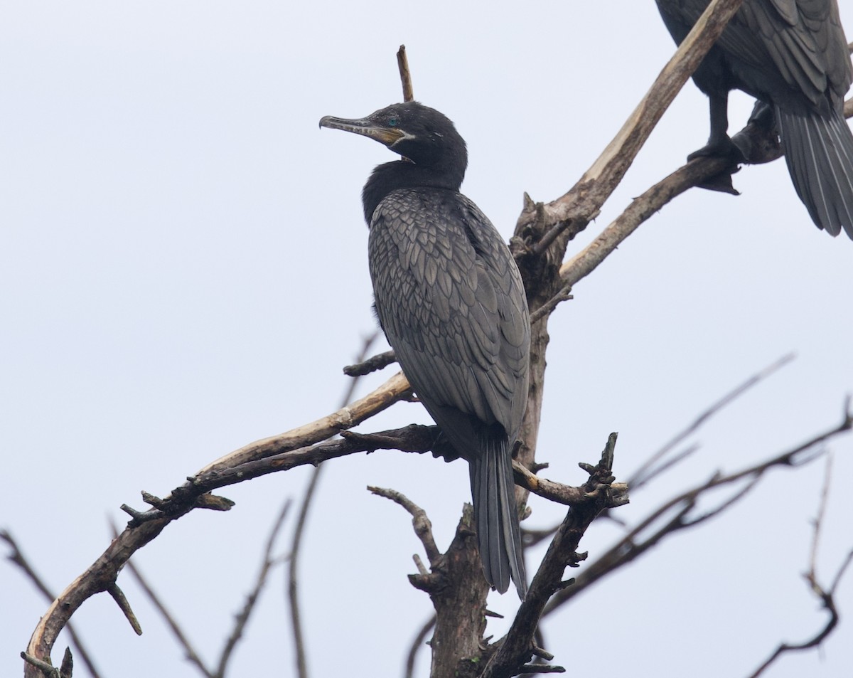 Neotropic Cormorant - ML608950308