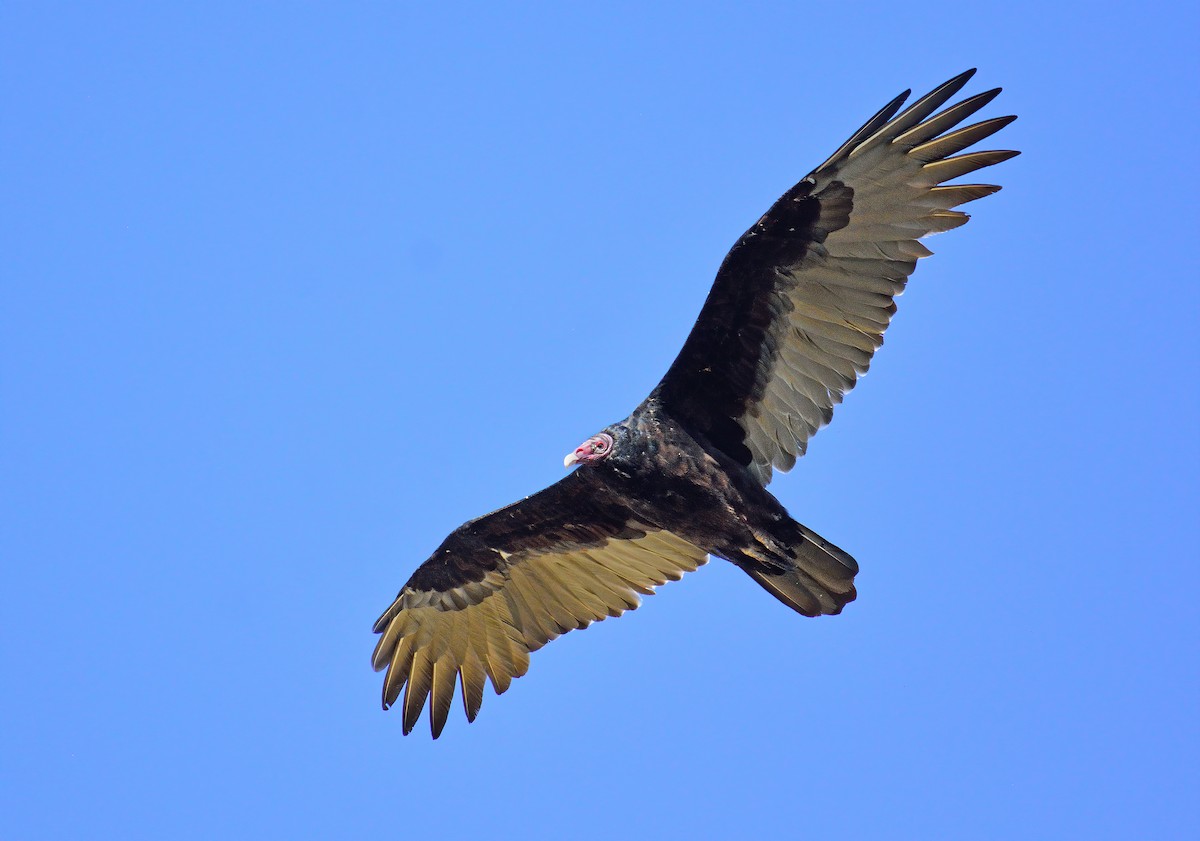 Turkey Vulture - ML608950331