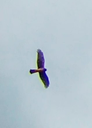 Northern Harrier - Laurent Pascual-Le Tallec