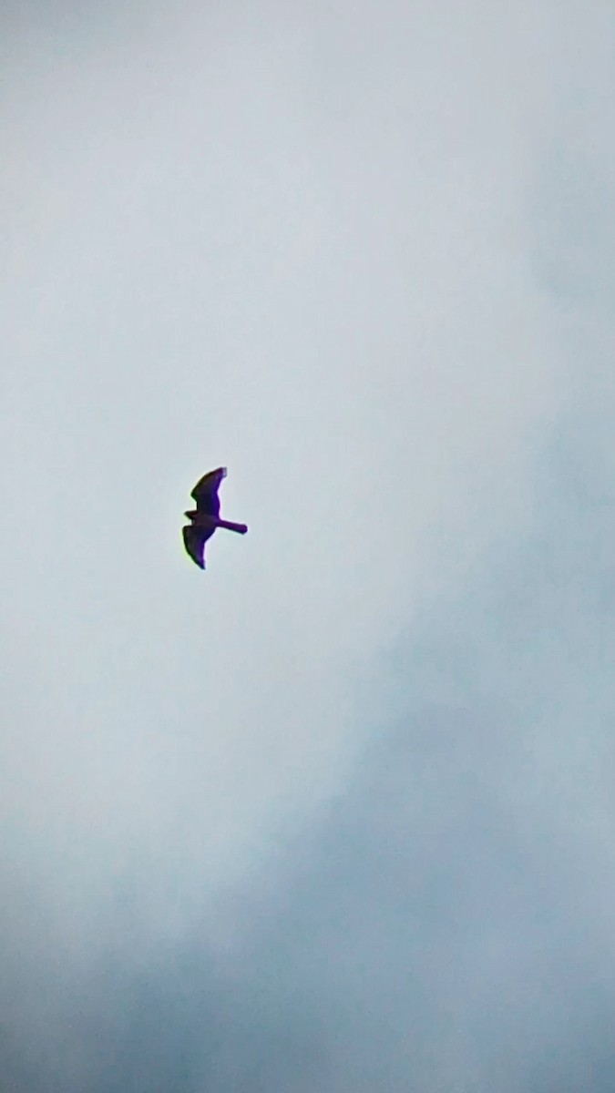 Northern Harrier - Laurent Pascual-Le Tallec