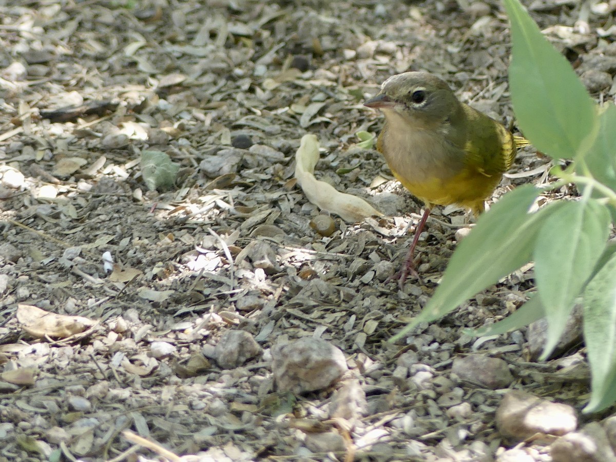 MacGillivray's Warbler - ML608950466