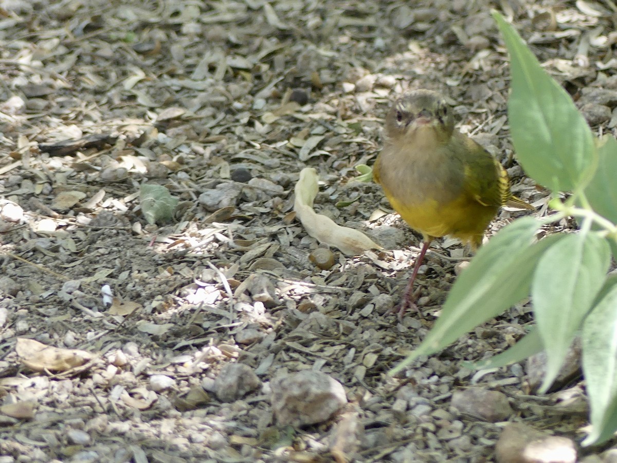 MacGillivray's Warbler - ML608950467