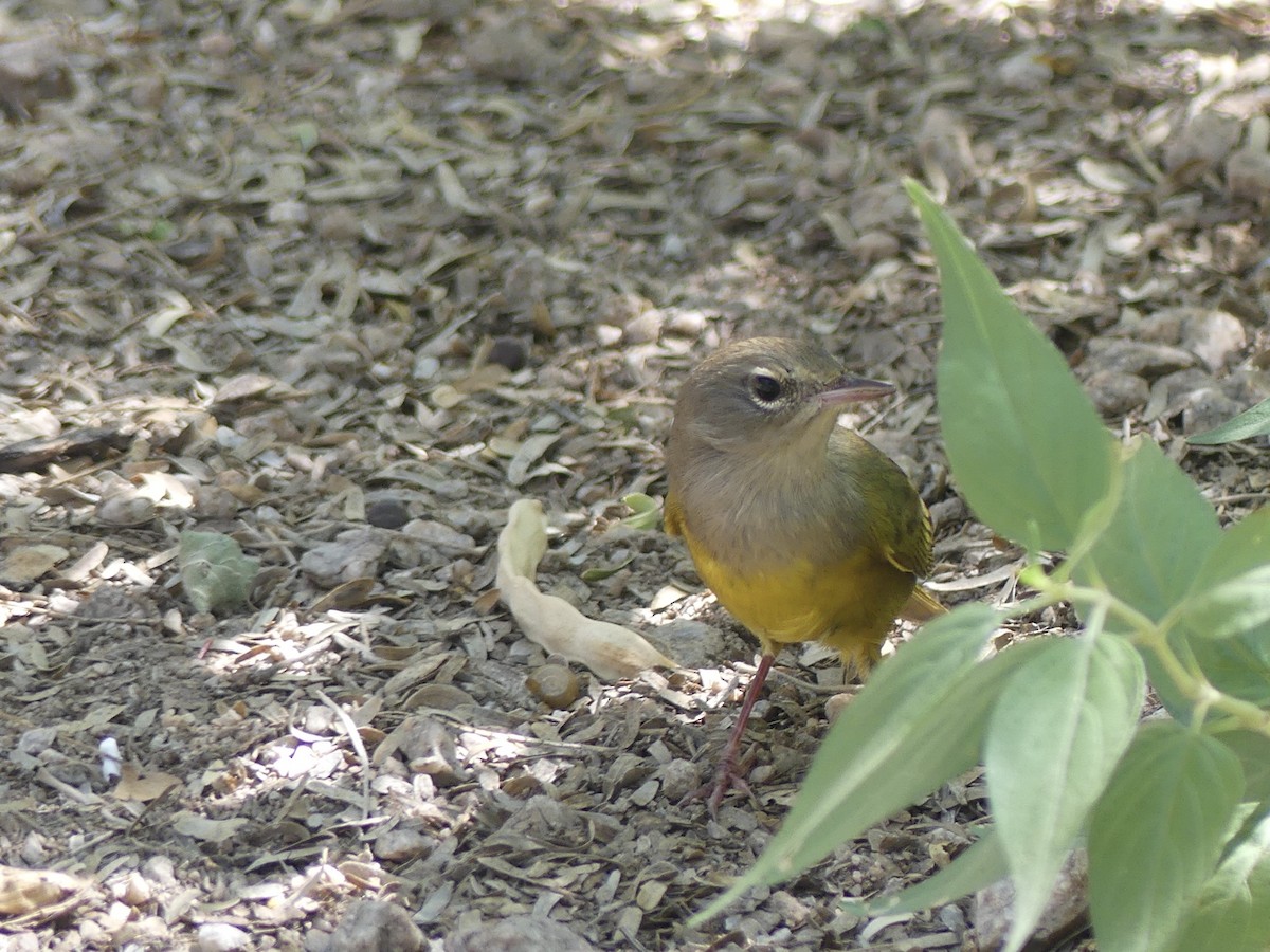 MacGillivray's Warbler - ML608950468