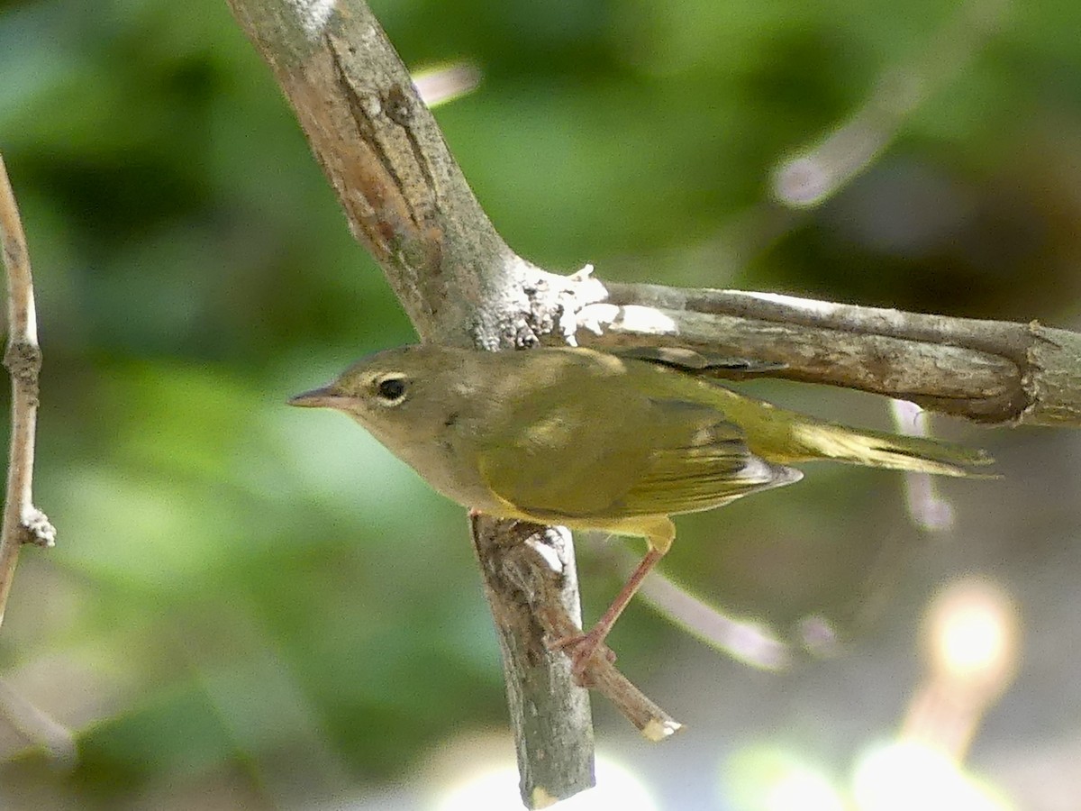 MacGillivray's Warbler - ML608950469