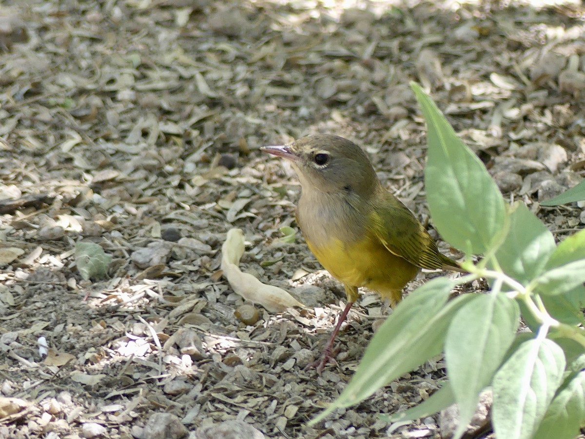 MacGillivray's Warbler - ML608950470