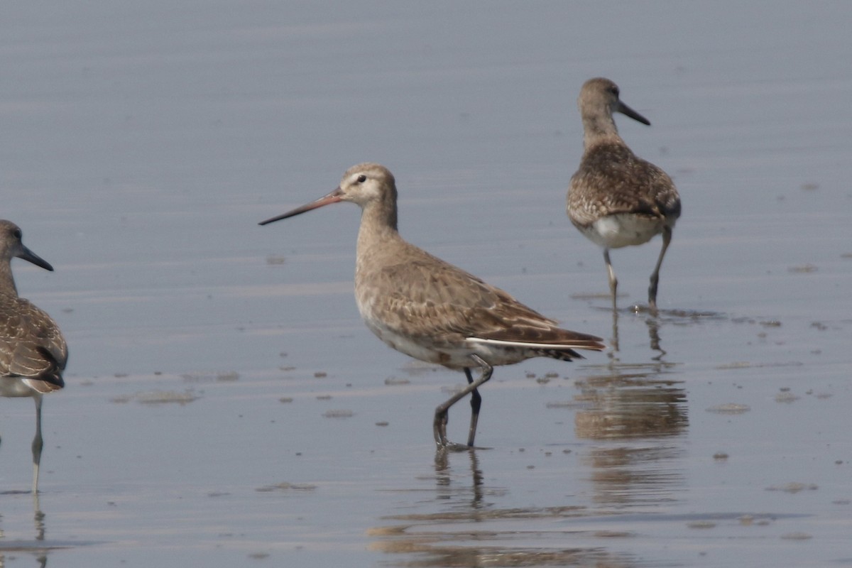 Hudsonian Godwit - Brad Carlson