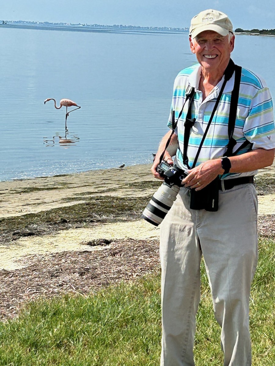 American Flamingo - Peter Thayer