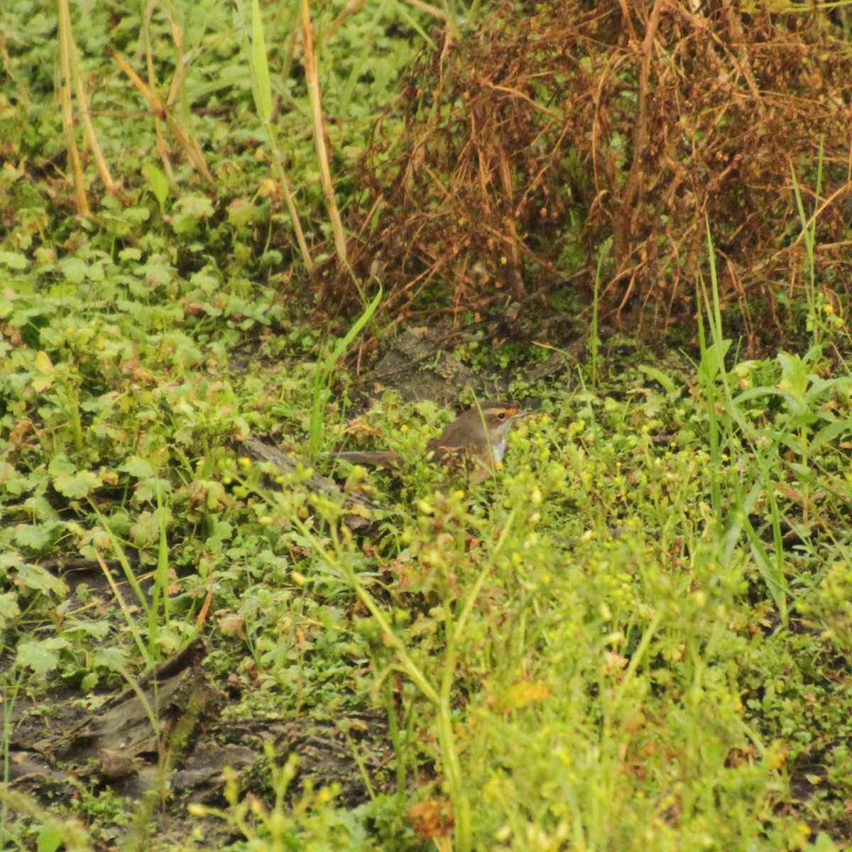 Bluethroat - E. Hoffa