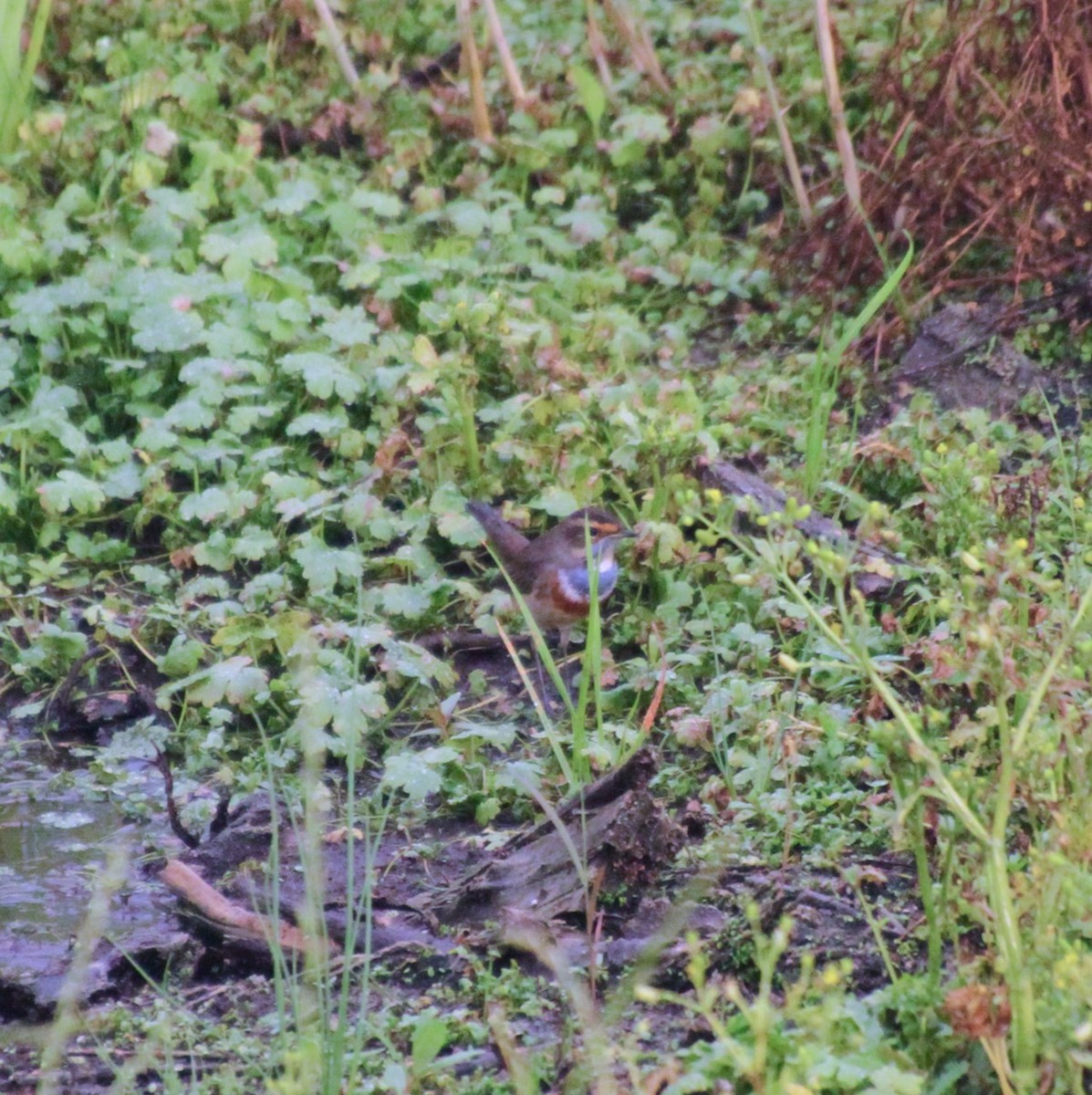 Bluethroat - E. Hoffa