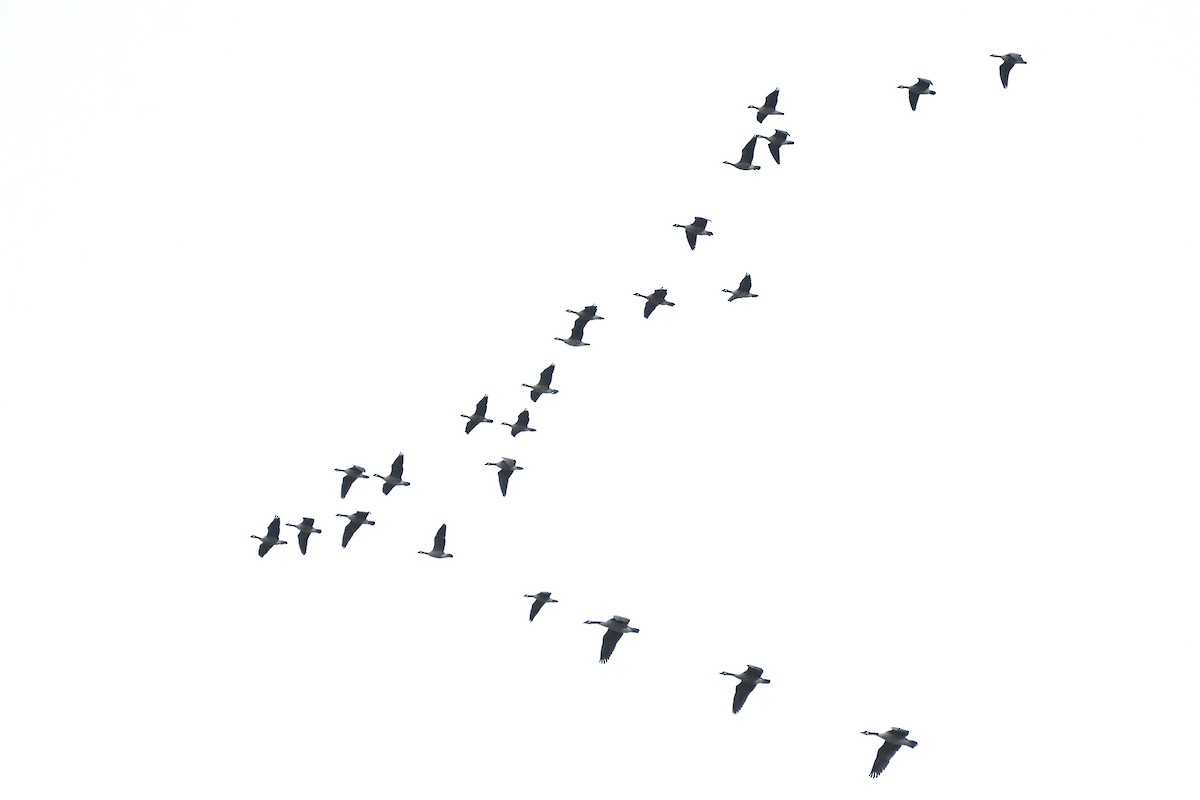 Cackling Goose - Asher  Warkentin