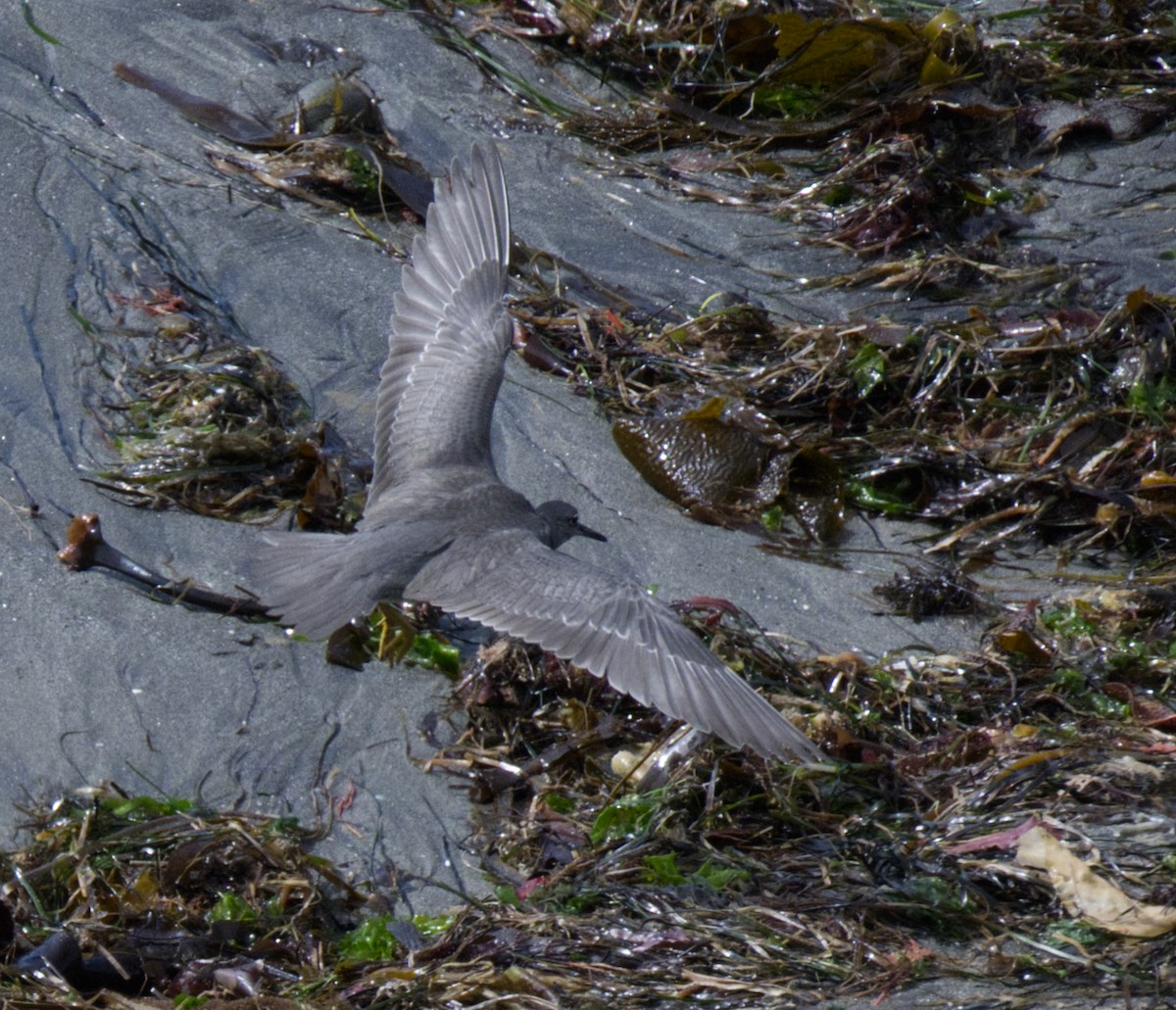 Wandering Tattler - ML608950845