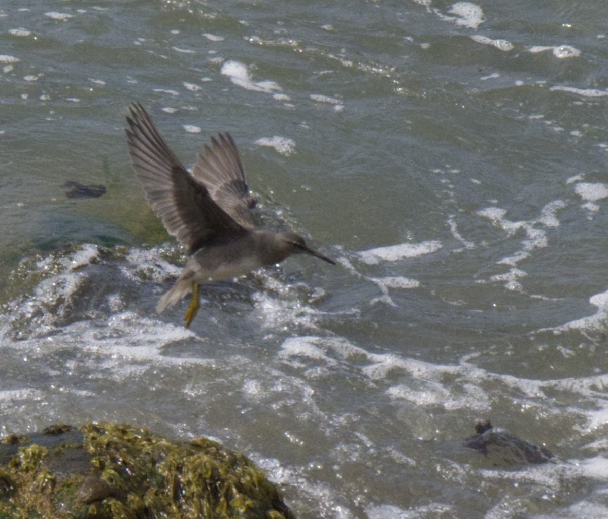 Wandering Tattler - ML608950853