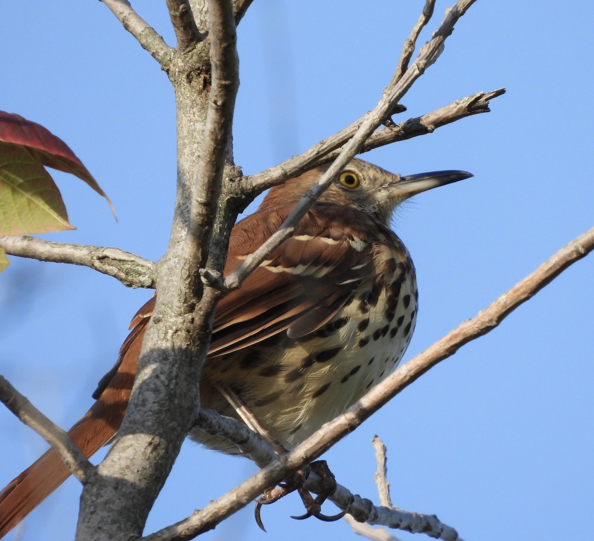 Brown Thrasher - ML608950915