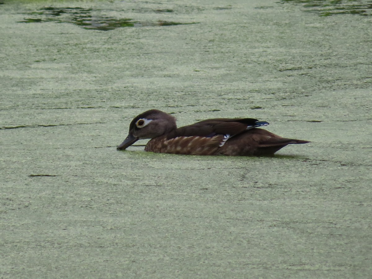 Wood Duck - ML608950919