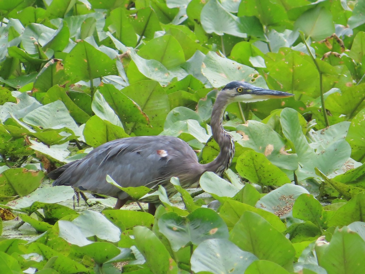 Great Blue Heron - ML608950941