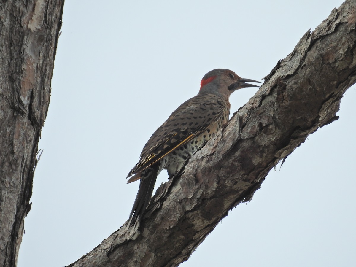 Northern Flicker - ML608950944