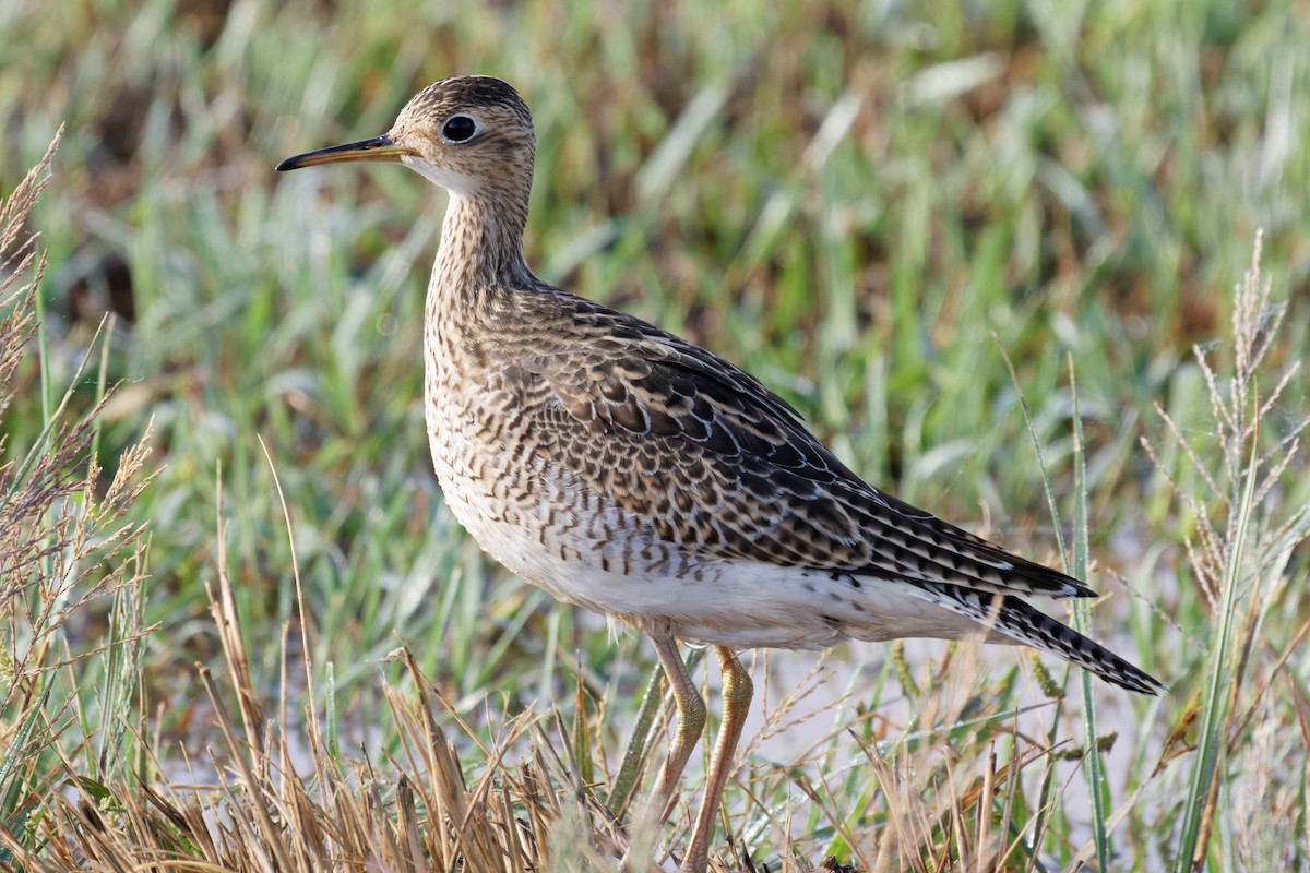 Upland Sandpiper - Alex Cox