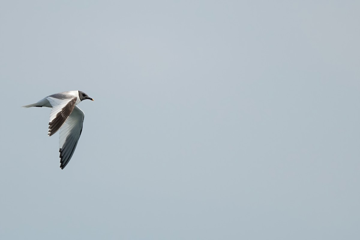 Mouette de Sabine - ML608950950