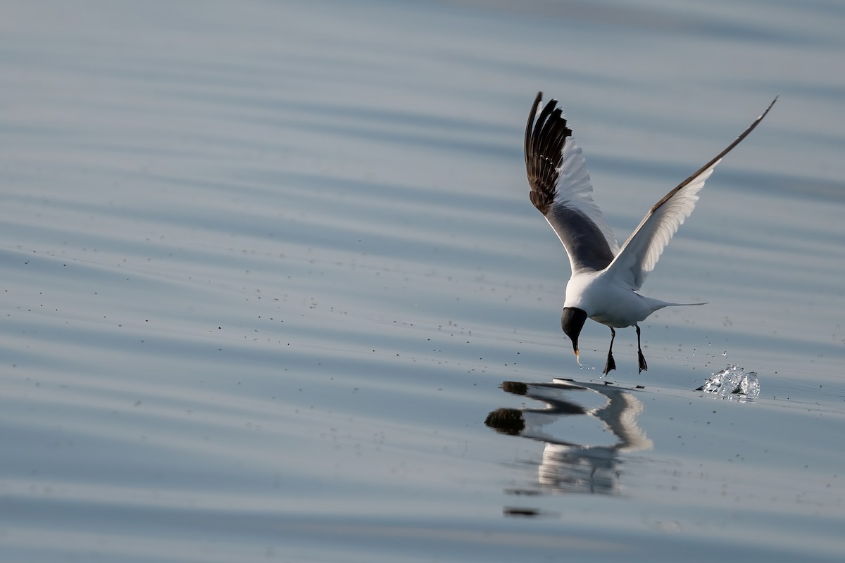 Mouette de Sabine - ML608950951